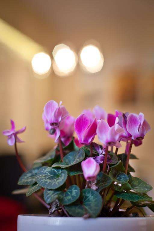 Apartament Szmaragdowy Apartment กรินีซา ดรอยจ์ ภายนอก รูปภาพ